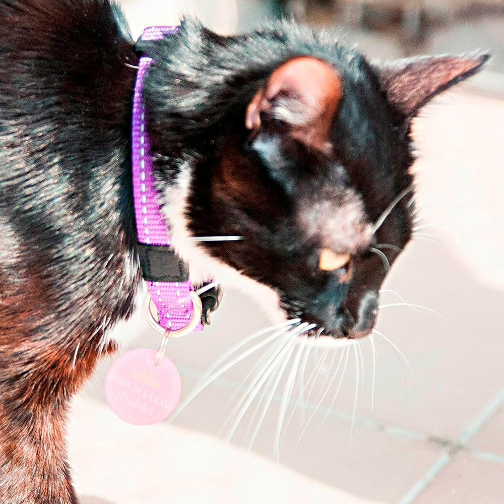 Identificación Mascota Dinbeat DBQRC05 QR Reina de la Casa